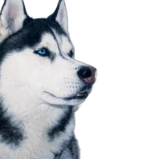 animal, creature, face, staff transparent PNG cut-out