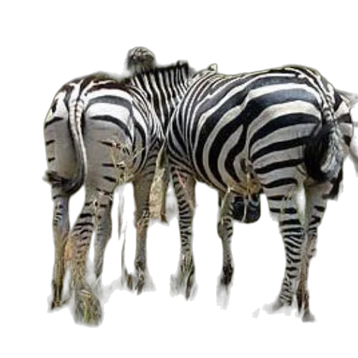 animal, creature, jewelry, furniture transparent PNG cut-out