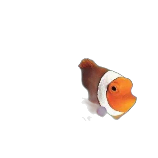animal, staff, food, creature transparent PNG cut-out