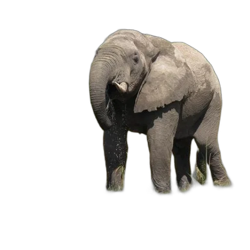 animal, creature, weapon, face transparent PNG cut-out