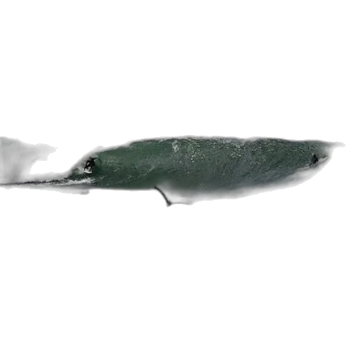 sword, umbrella, weapon, food transparent PNG cut-out