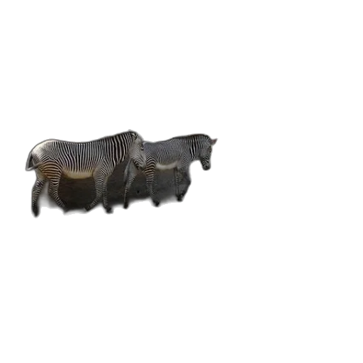 furniture, animal, hair, creature transparent PNG cut-out
