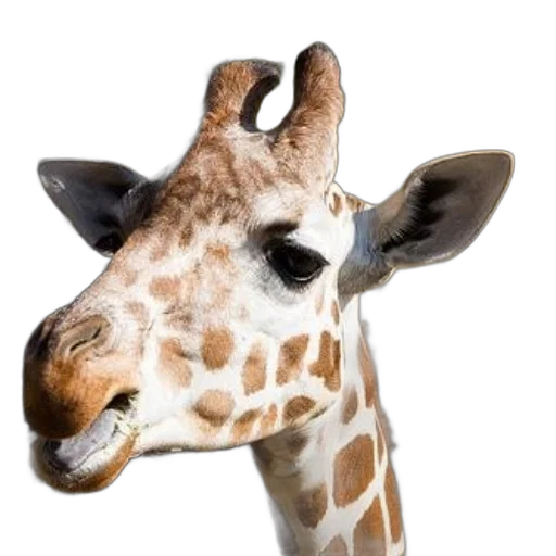 animal, staff, creature, face transparent PNG cut-out