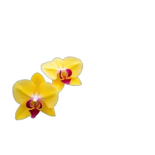 flower, jewelry, crown, food transparent PNG cut-out
