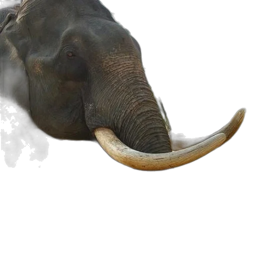 animal, creature, hat, mask transparent PNG cut-out