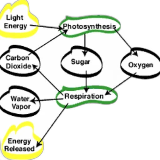 diagram, illustrating, process, photosynthesis transparent PNG cut-out
