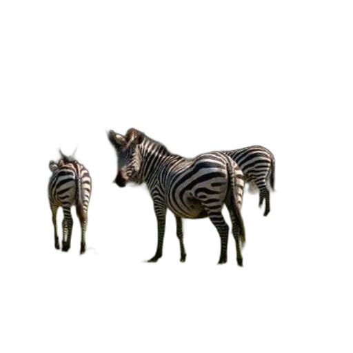 animal, creature, jewelry, furniture transparent PNG cut-out