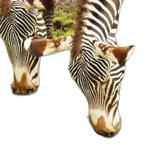 animal, creature, staff, furniture transparent PNG cut-out
