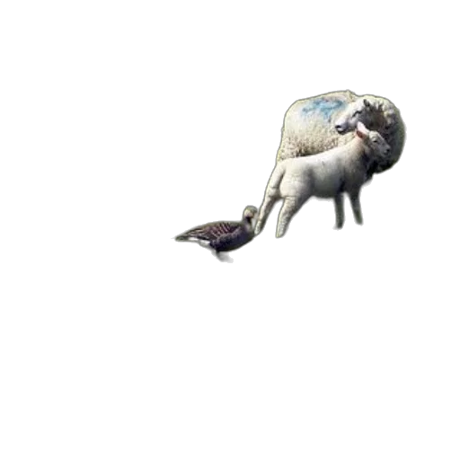 animal, creature, dragon, food transparent PNG cut-out