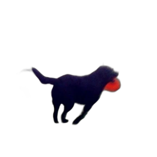 animal, creature, hat, staff transparent PNG cut-out