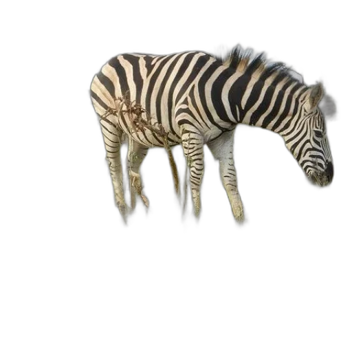 animal, creature, weapon, furniture transparent PNG cut-out