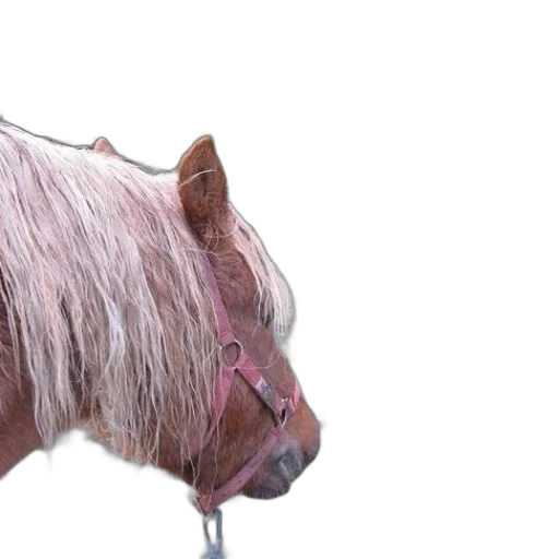 animal, hair, creature, face transparent PNG cut-out