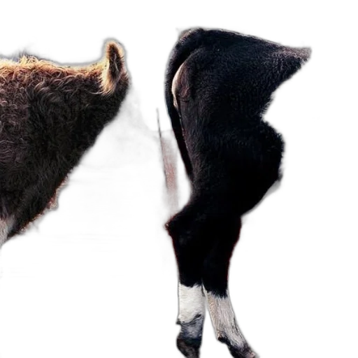 animal, hair, hat, creature transparent PNG cut-out