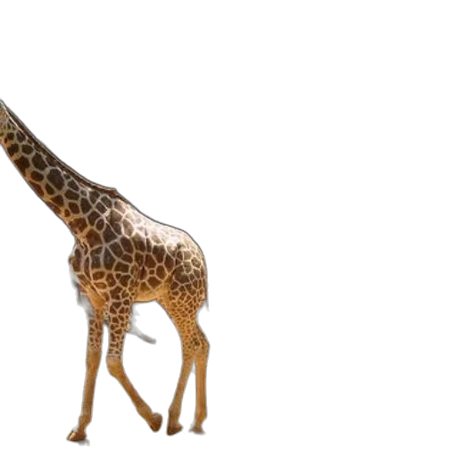 animal, creature, weapon, staff transparent PNG cut-out