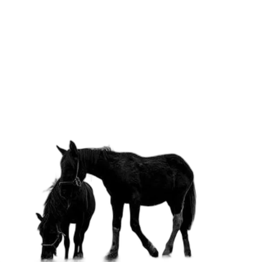 animal, creature, hat, hair transparent PNG cut-out