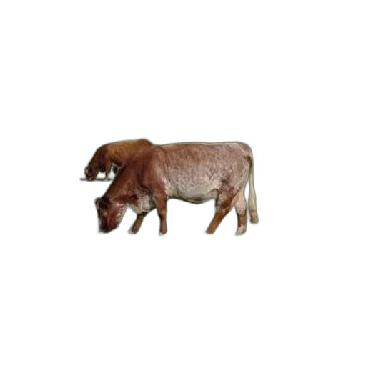 animal, creature, food, furniture transparent PNG cut-out