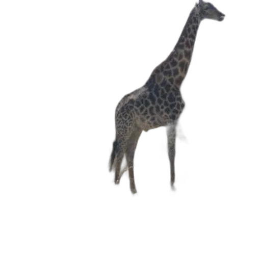 animal, creature, staff, hat transparent PNG cut-out