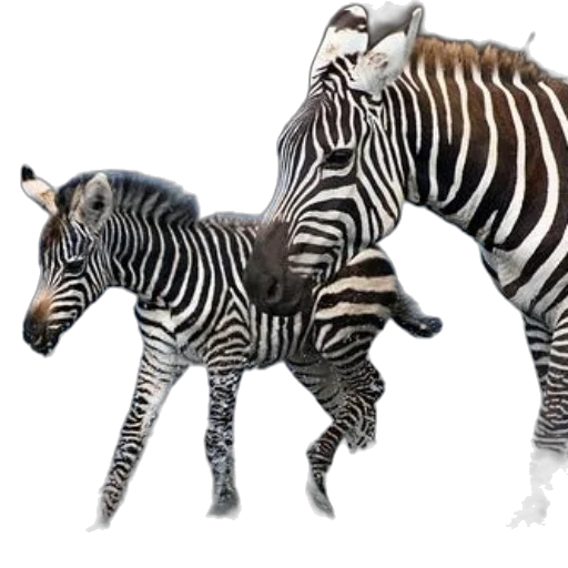 animal, creature, jewelry, concept art transparent PNG cut-out