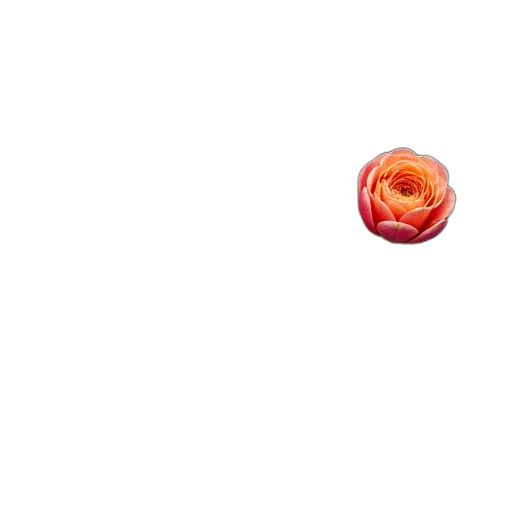 flower, food, weapon, hair transparent PNG cut-out
