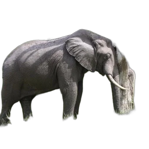 animal, creature, staff, hat transparent PNG cut-out
