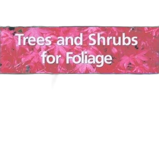 furniture, tree, forest, image transparent PNG cut-out