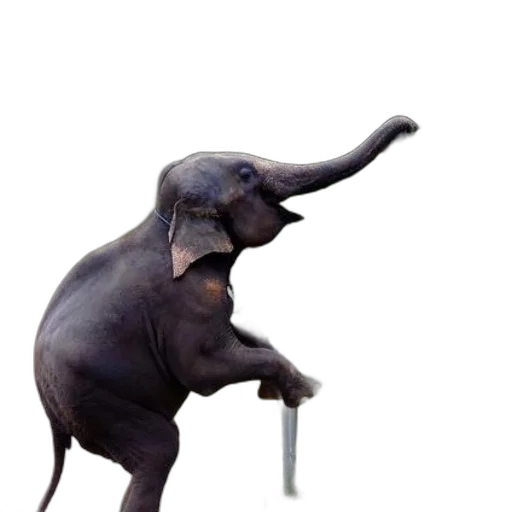 animal, creature, staff, umbrella transparent PNG cut-out