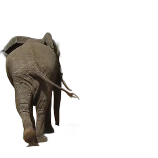 animal, creature, staff, hat transparent PNG cut-out