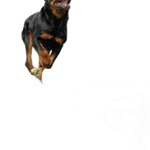 animal, creature, staff, dragon transparent PNG cut-out
