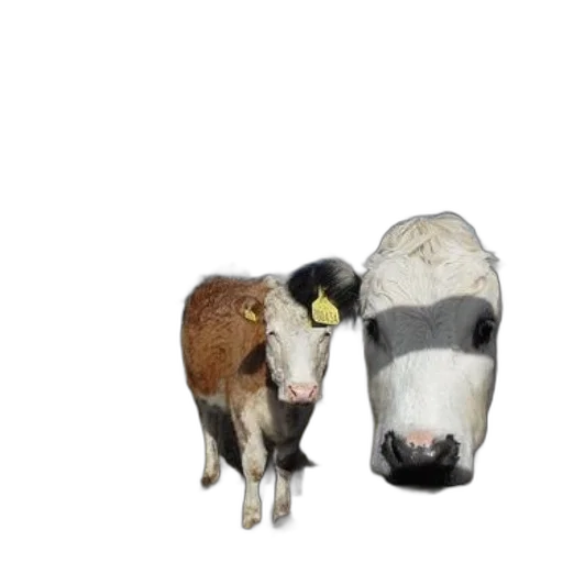 animal, hat, food, photorealistic transparent PNG cut-out