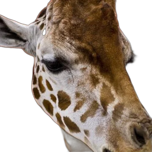 animal, face, creature, staff transparent PNG cut-out