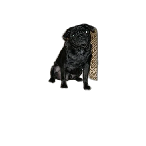 animal, staff, dress, hat transparent PNG cut-out
