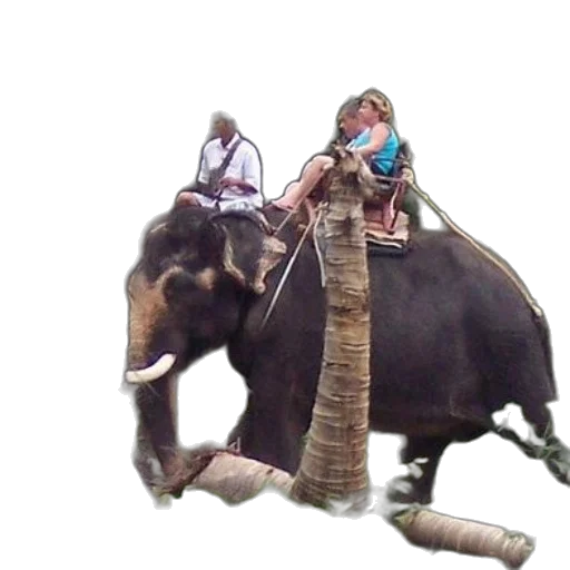 animal, staff, creature, jewelry transparent PNG cut-out