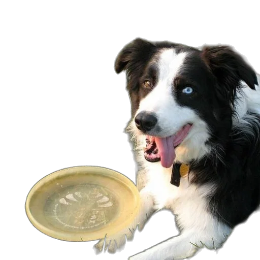 food, animal, photorealistic, 3d render transparent PNG cut-out