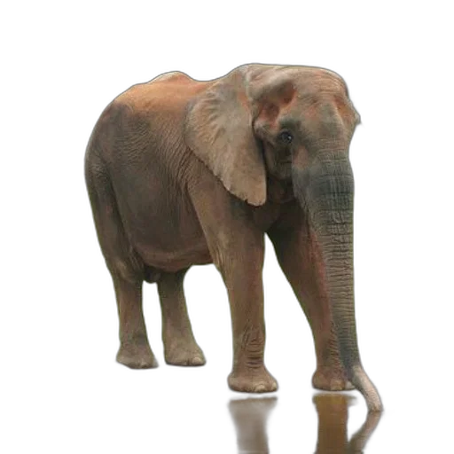 animal, creature, staff, weapon transparent PNG cut-out