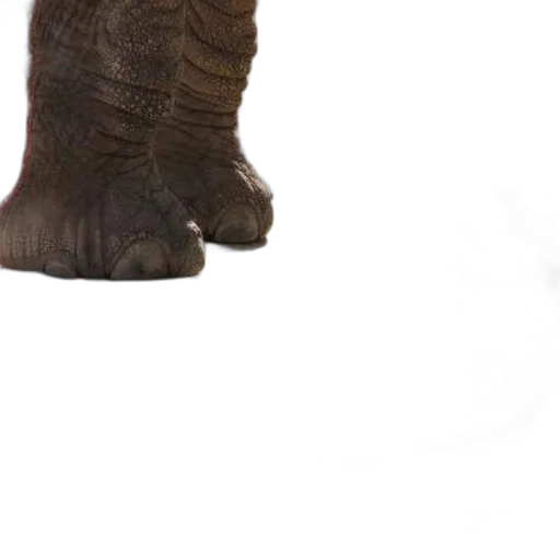 shoes, animal, creature, hat transparent PNG cut-out