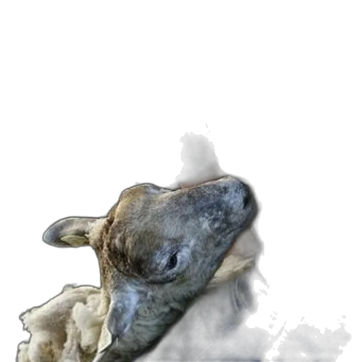 dragon, creature, animal, mask transparent PNG cut-out