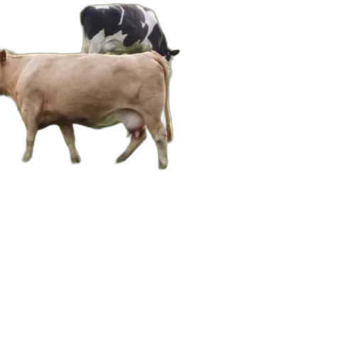 animal, creature, food, hat transparent PNG cut-out