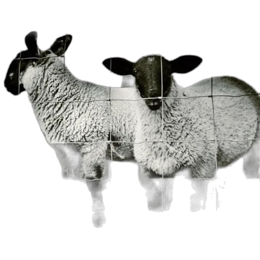 animal, weapon, photorealistic, 3d render transparent PNG cut-out