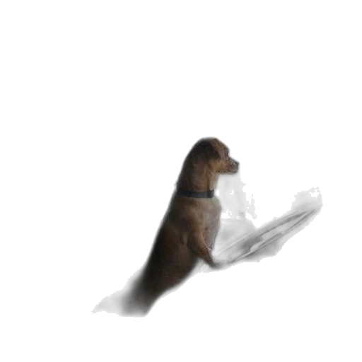 animal, creature, staff, dragon transparent PNG cut-out