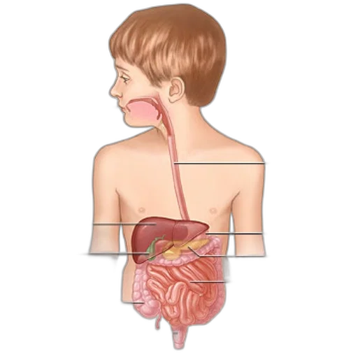 food, anatomical, illustration, child transparent PNG cut-out