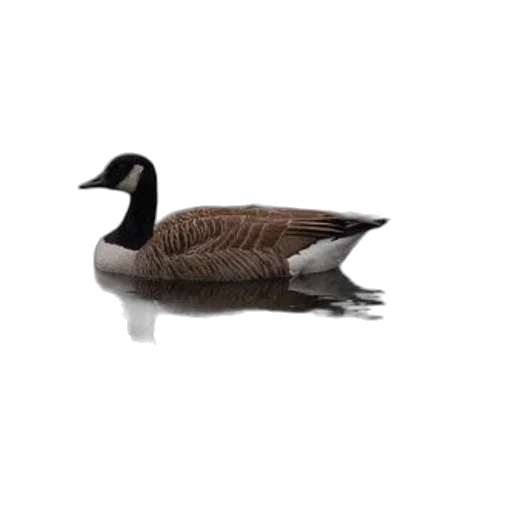 animal, creature, jacket, hat transparent PNG cut-out