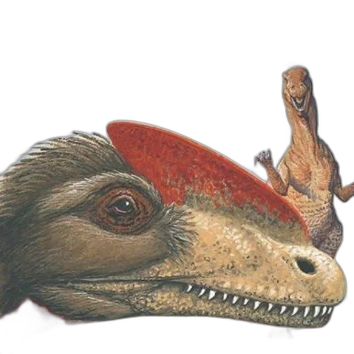 creature, dragon, animal, hat transparent PNG cut-out