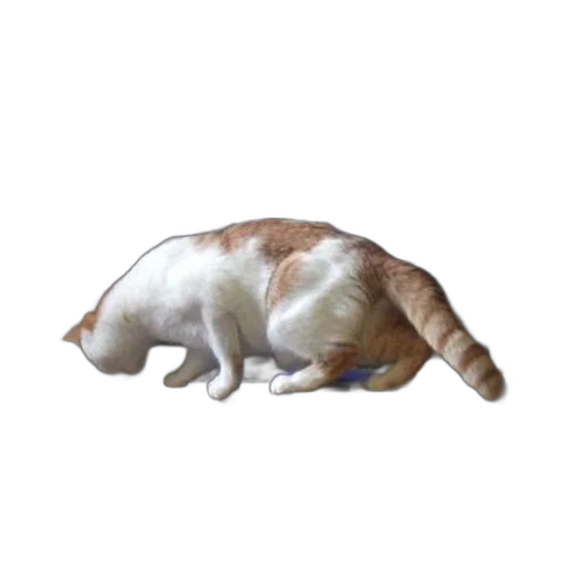 animal, creature, staff, food transparent PNG cut-out