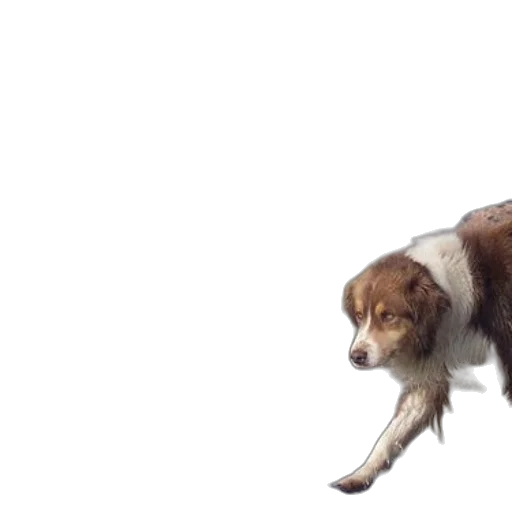 animal, creature, staff, hair transparent PNG cut-out
