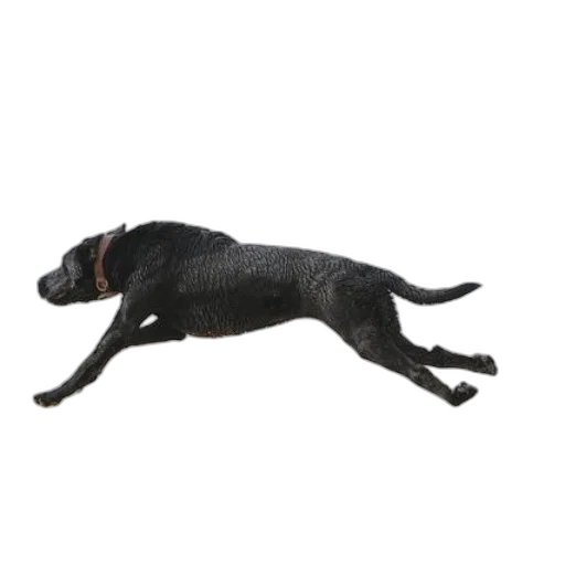 animal, creature, staff, dragon transparent PNG cut-out