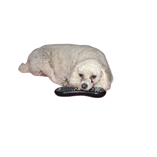 shoes, animal, staff, creature transparent PNG cut-out