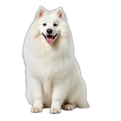 animal, creature, face, food transparent PNG cut-out