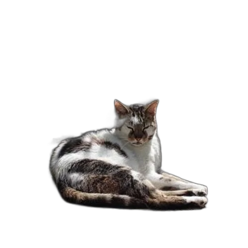 animal, creature, staff, furniture transparent PNG cut-out