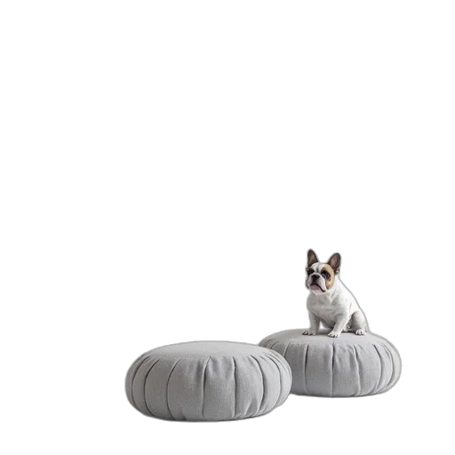 furniture, animal, creature, white transparent PNG cut-out