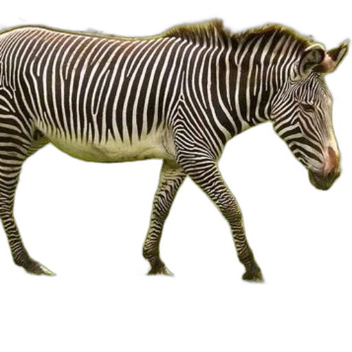 animal, creature, staff, jewelry transparent PNG cut-out